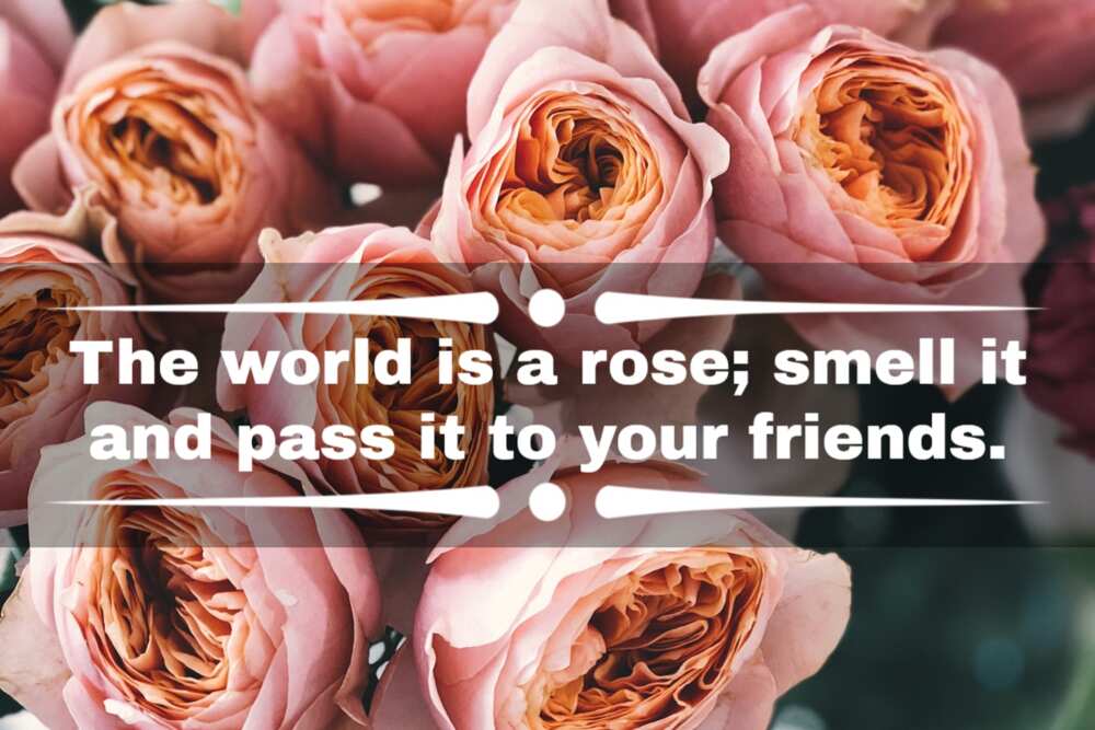 Quotes about roses