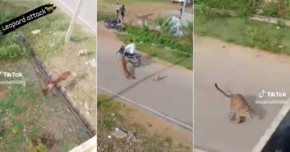Leopard Attacks two men and dog Leopard Attacks two men and dog