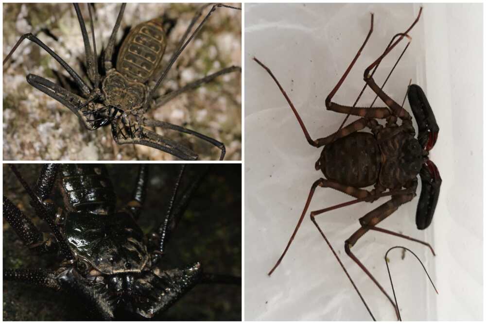 Creepiest animals Creepiest animals