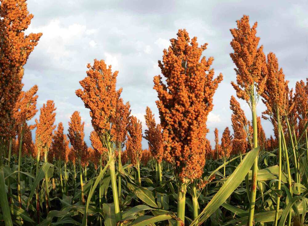 Sorghum Cultivation