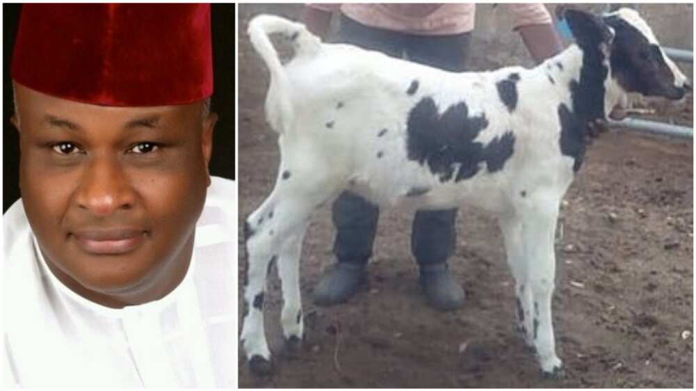 Tukur said that the missing calf has Holstein blood.
Photo source: Twitter/Awwal Tukur