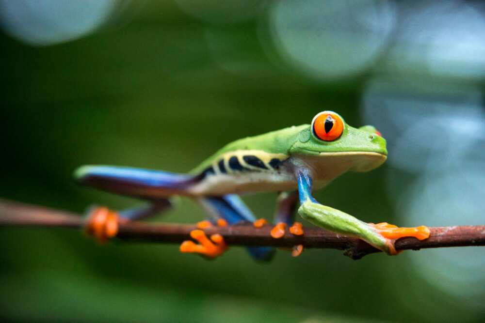 The red-eyed tree frog on a twig