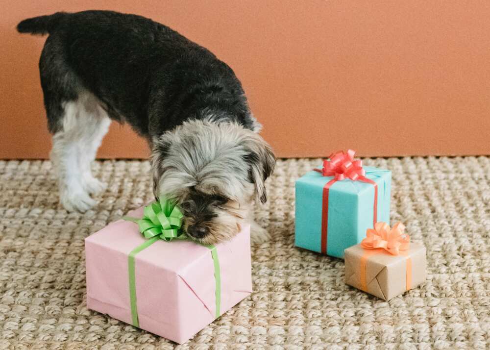 A curious small dog smelling a gift box