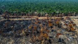 EU agrees ban on imports driving deforestation