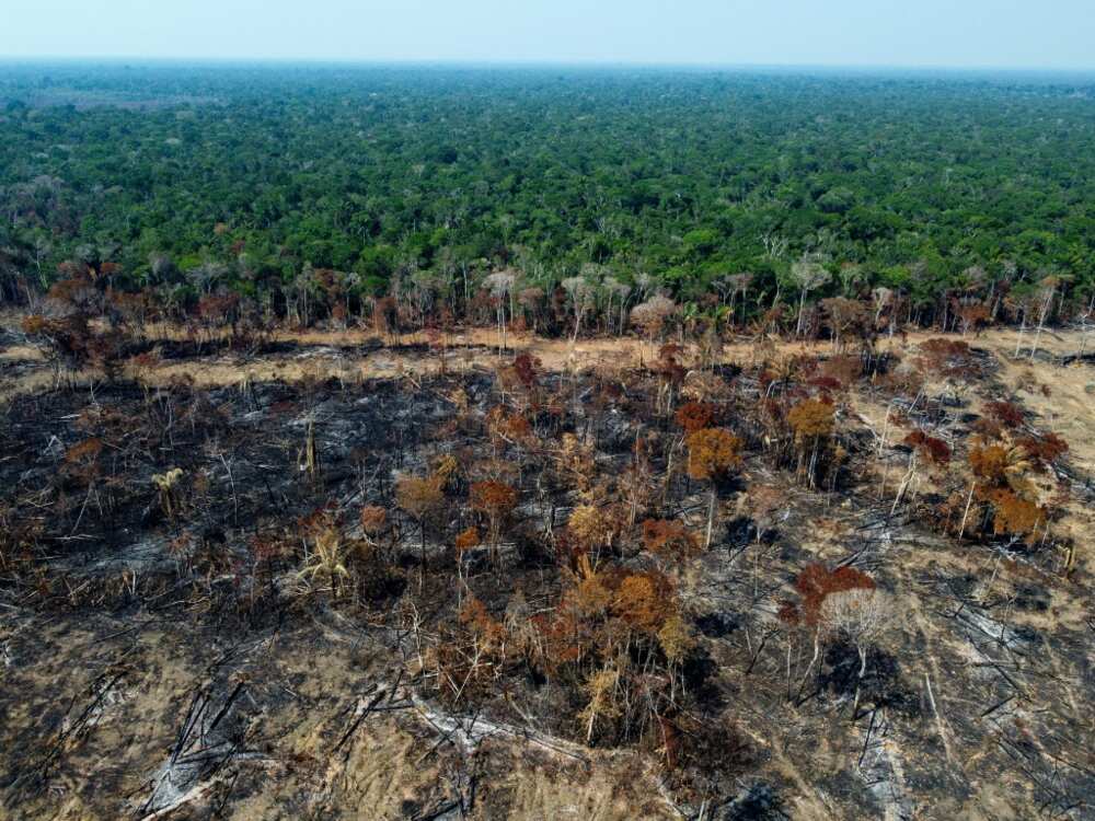The Food and Agriculture Organization estimates that an aggregate area of land bigger than the European Union has been deforested around the world over the past three decades