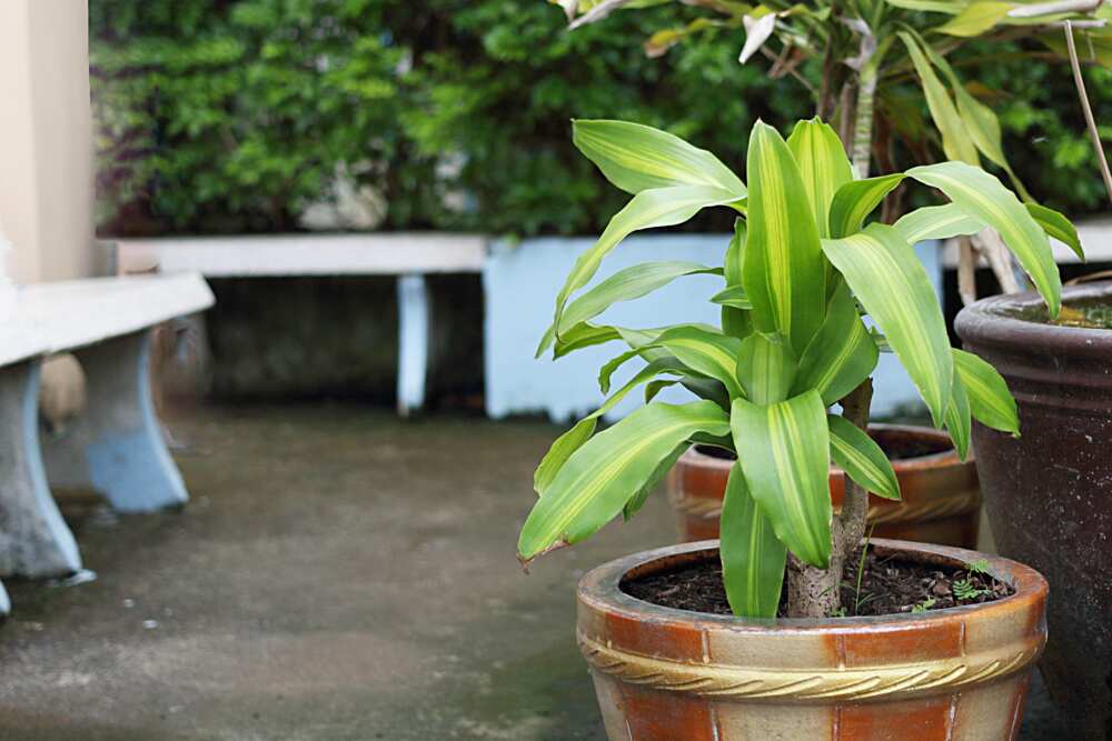 houseplants that don't need sunlight