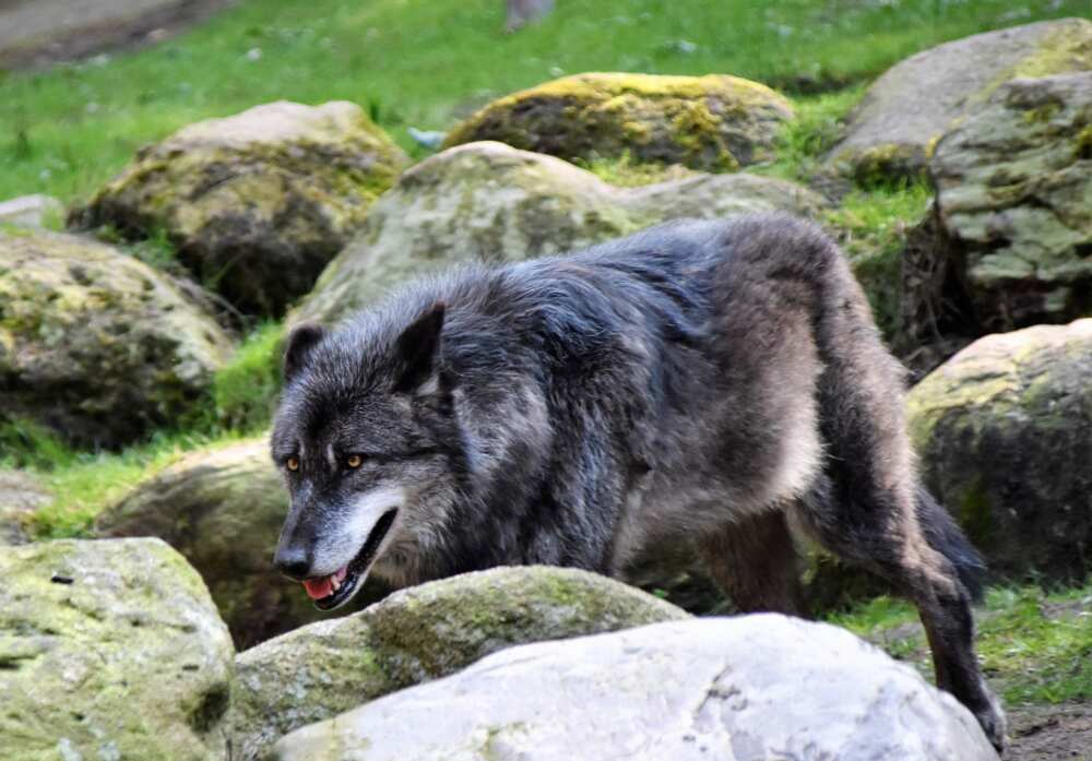 100+ badass wolf names, their meanings and where they come from - Legit.ng