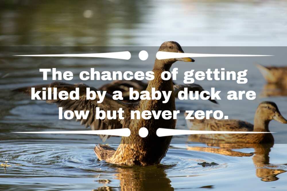 Funny duck sayings