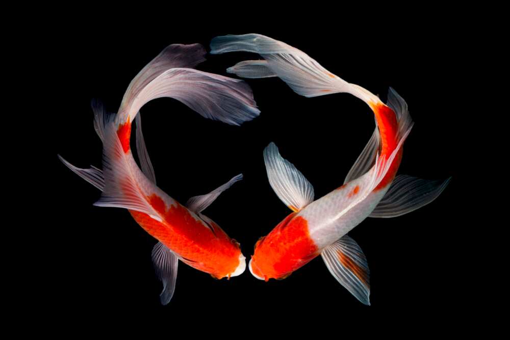 Koi fish meaning love