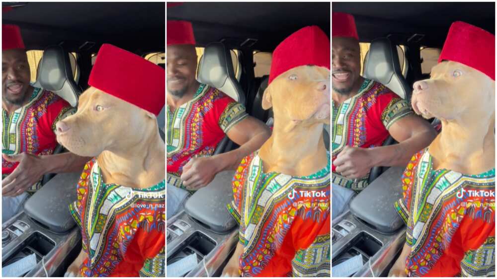 Man Dresses Up His Dog, Puts It in Front Seat of Car, They Jam to Song Like  Friends in Funny Video 
