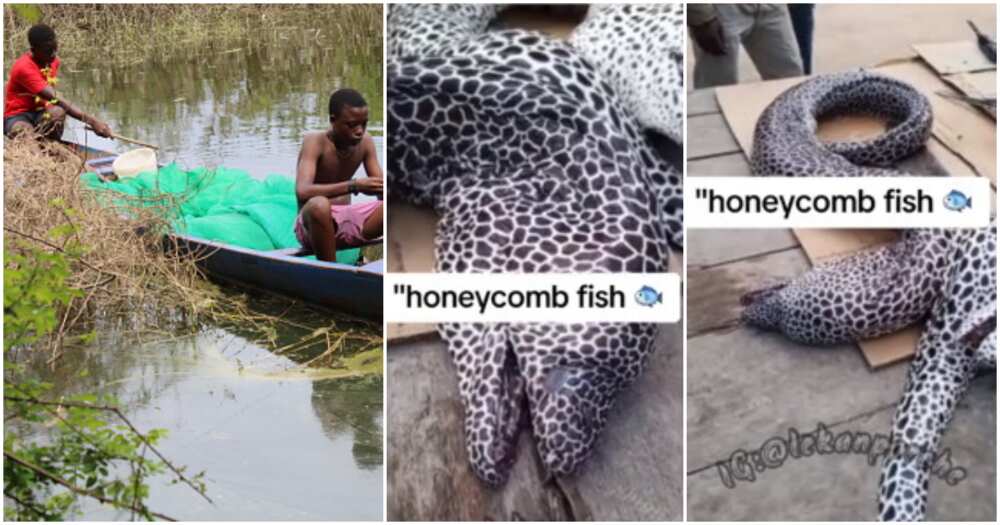 Fisherman, honeycomb fish