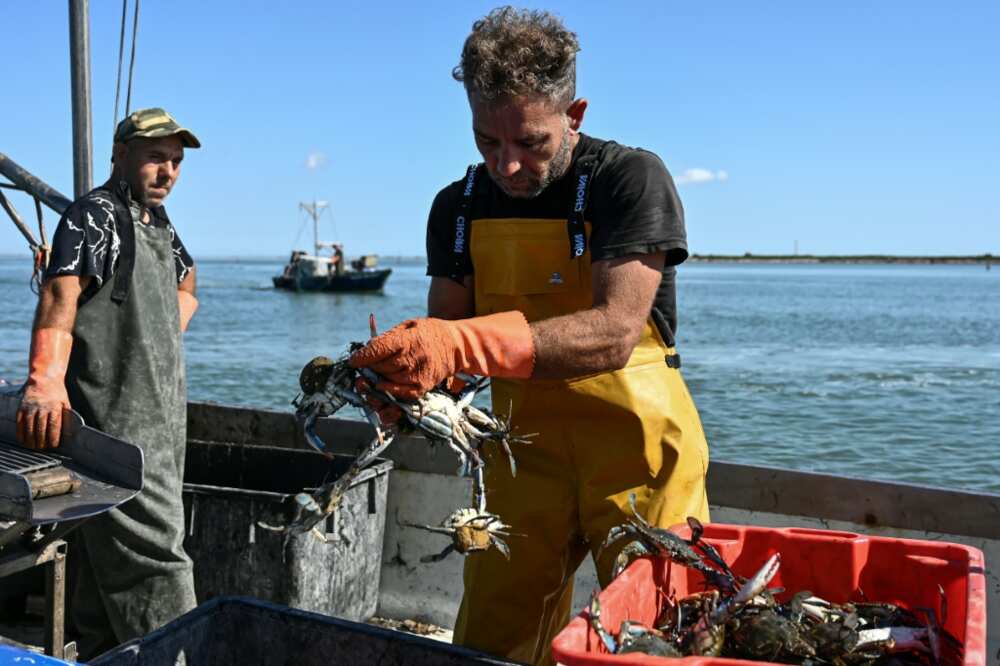 The blue crab, native to the North American Atlantic coast, has been spreading across the Mediterranean for several years