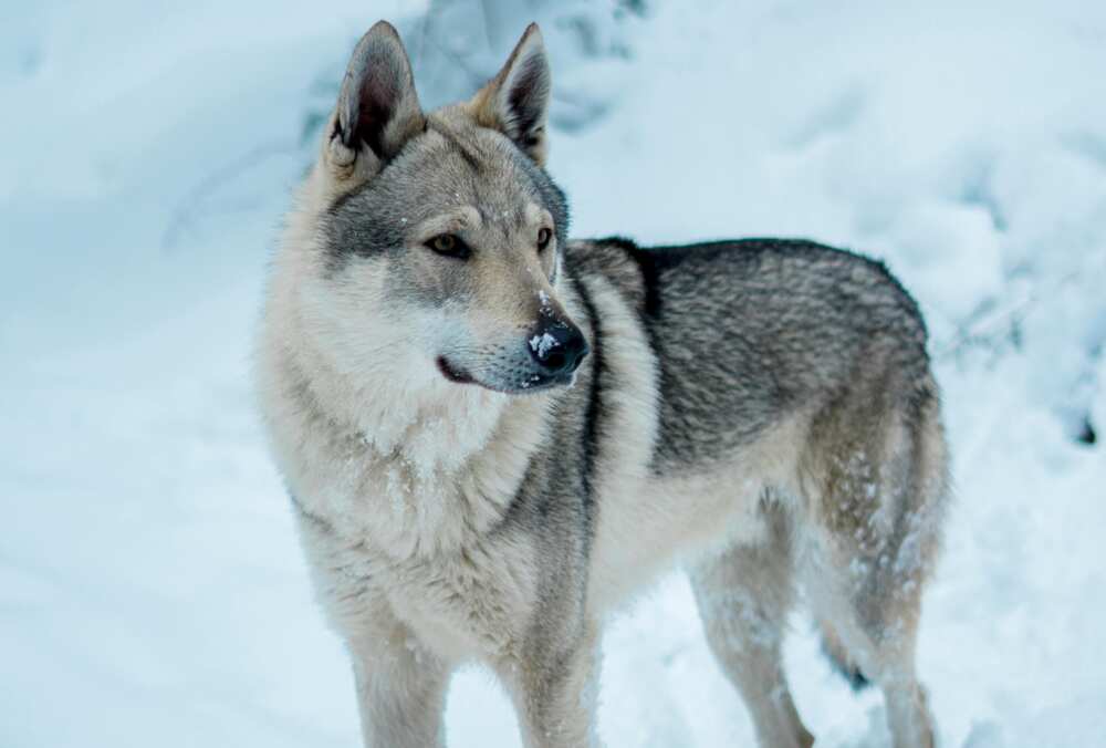 A wolfdog standing in the snow