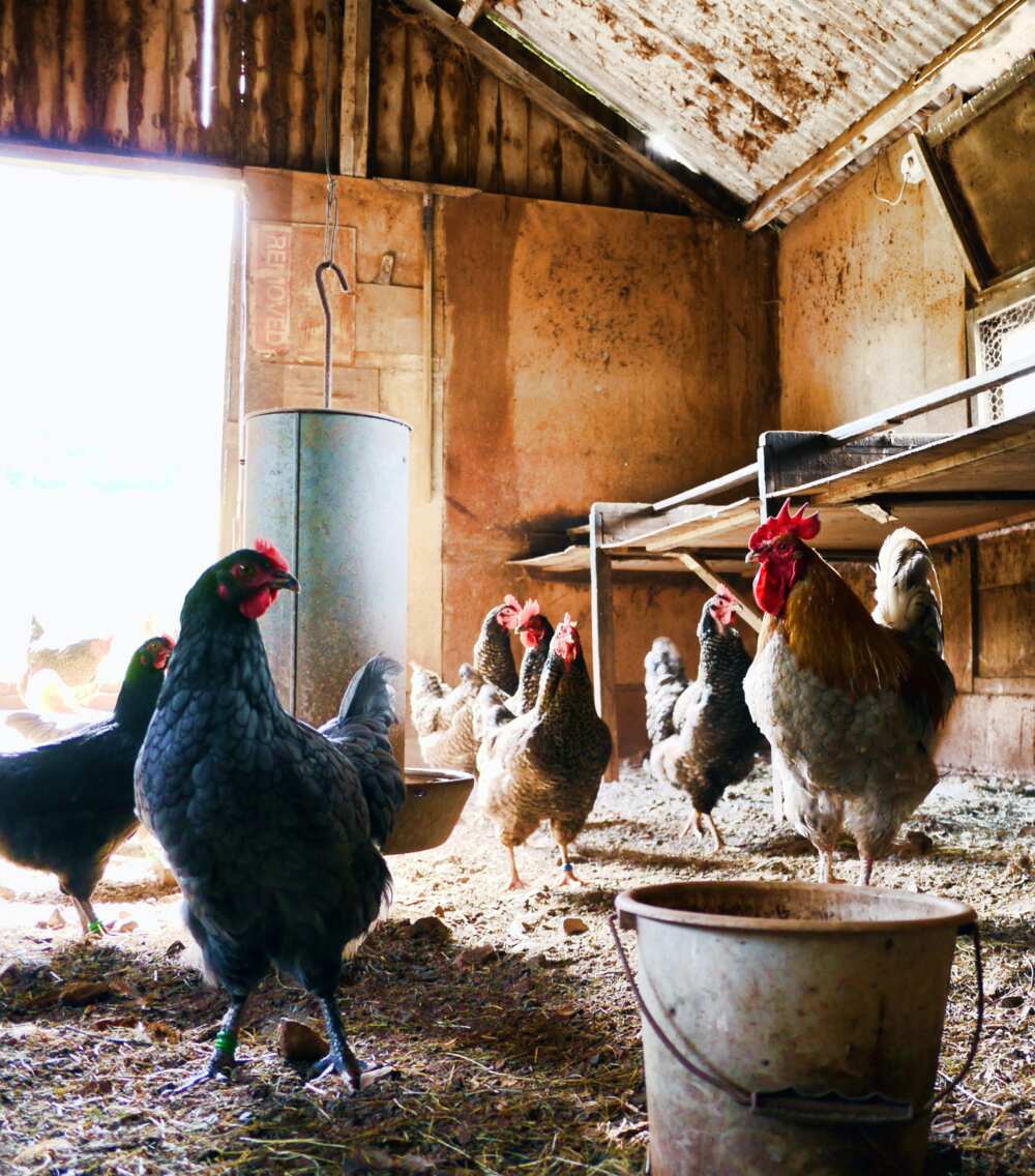 advantages of pastoral farming advantages of pastoral farming