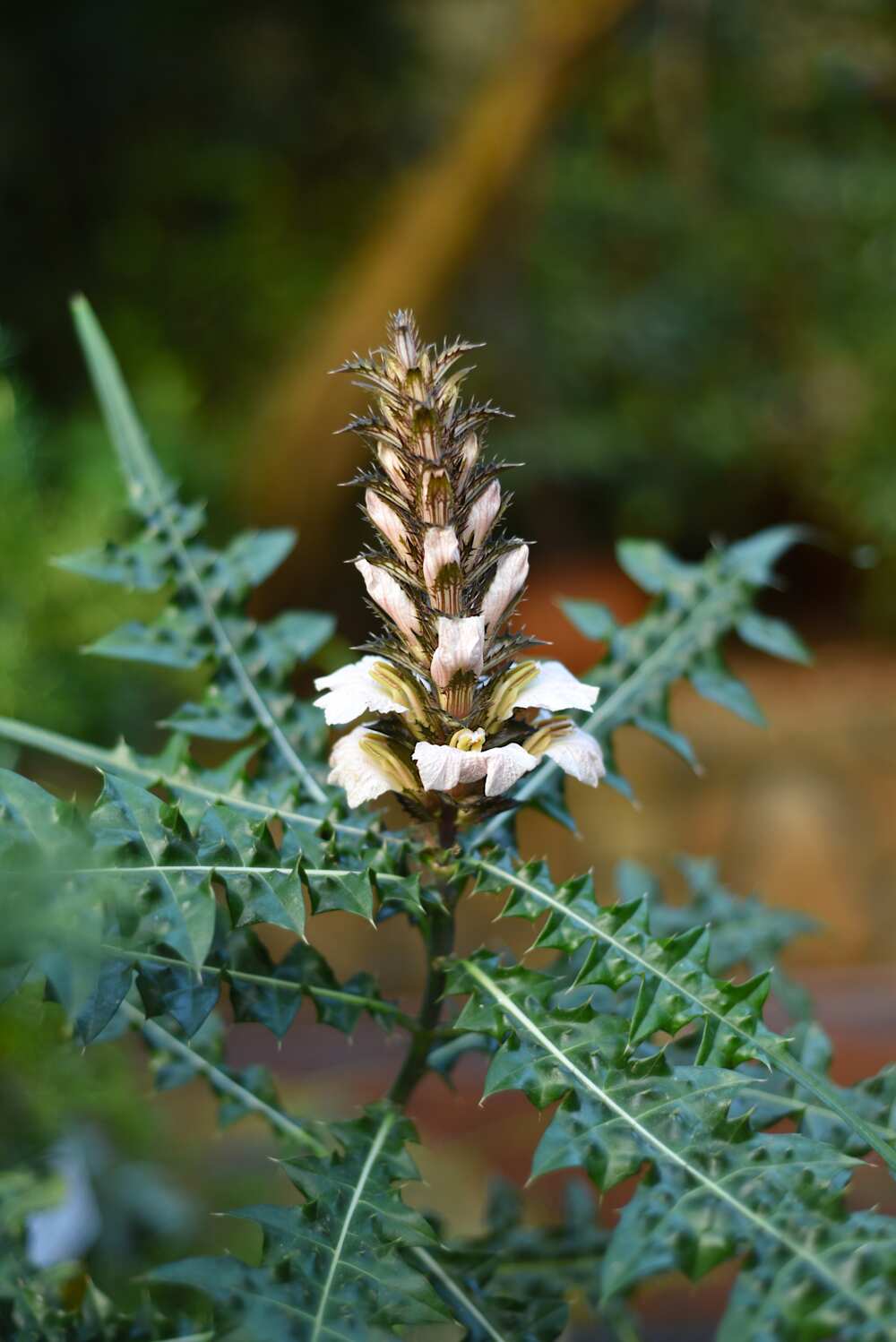 common nigerian weeds and their botanical names