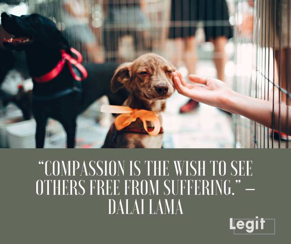 50+ compassion quotes that will inspire you to help others 