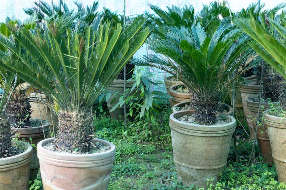 hard to kill plants that don’t need sunlight hard to kill plants that don’t need sunlight