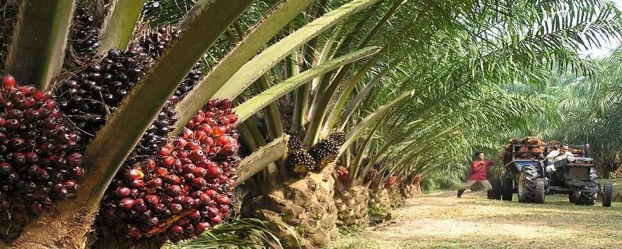 Palm oil production in Nigeria