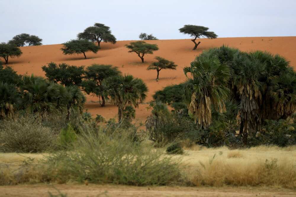 Sudan's gum arabic belt, which covers some 500,000 square kilometres (193,000 square miles) from Gedaref in the east to Darfur on the border with Chad, has been hit hard by climate change which has seen growing encroachment by the desert Sudan's gum arabic belt, which covers some 500,000 square kilometres (193,000 square miles) from Gedaref in the east to Darfur on the border with Chad, has been hit hard by climate change which has seen growing encroachment by the desert