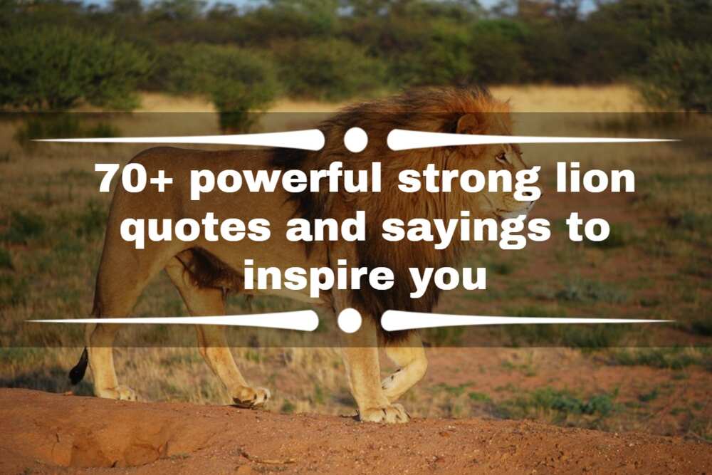 quotes about lions