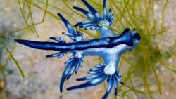 Le dragon bleu des mers, cet animal intriguant et dangereux