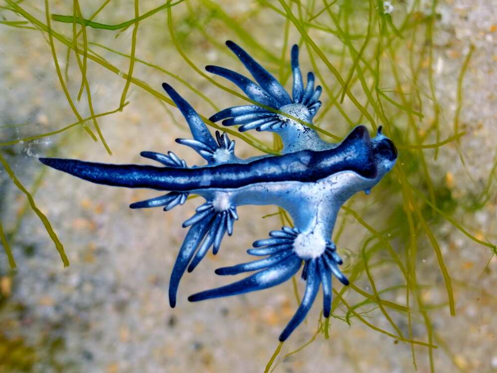 Le dragon bleu des mers
