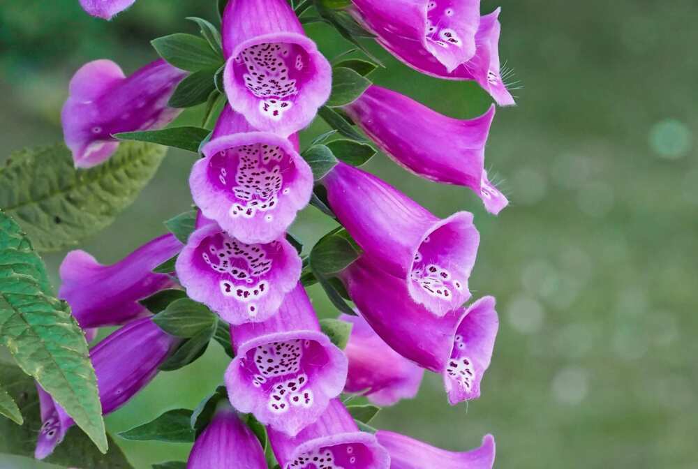 Purple canterbury bells flowers hanging in a garden