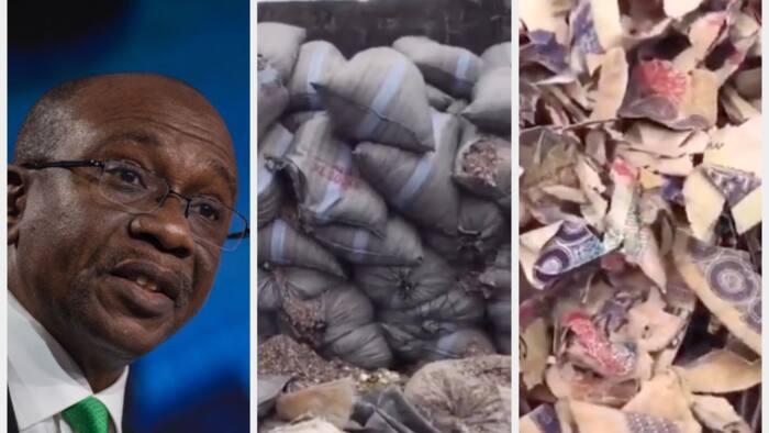 "Money I dey find" Man in video shows bags of shredded old Naira notes thrown away by 'CBN'