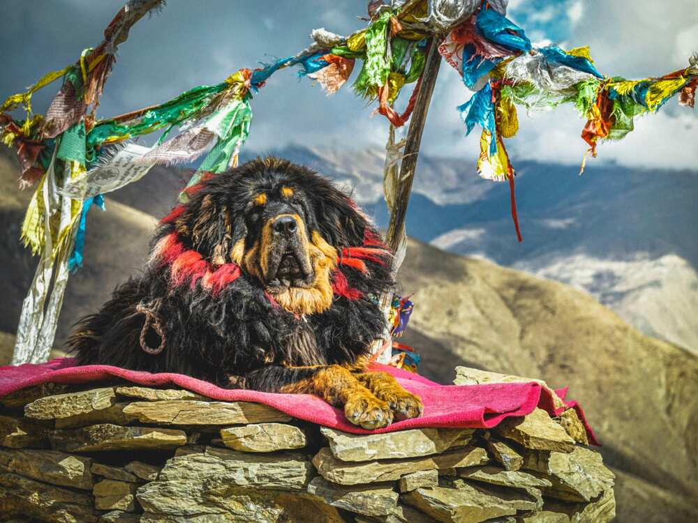 A Tibetan Mastiff resting on a blanket above stones
