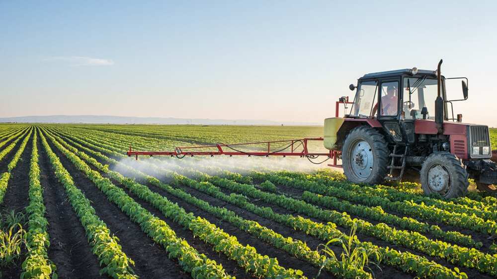 Farming business in Nigeria: what types of farming will be profitable in 2019