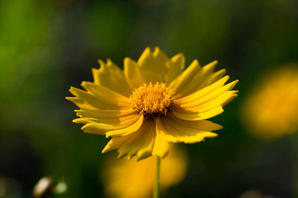 A close-up shot of a yellow coreopsis flower blooming