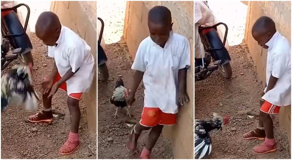 Photos of a boy being disturbed by chicken.