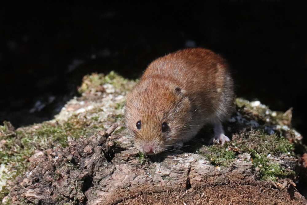 Red tree vole