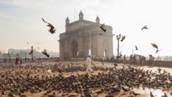 Phobie des oiseaux : cette peur existe-t-elle vraiment ?