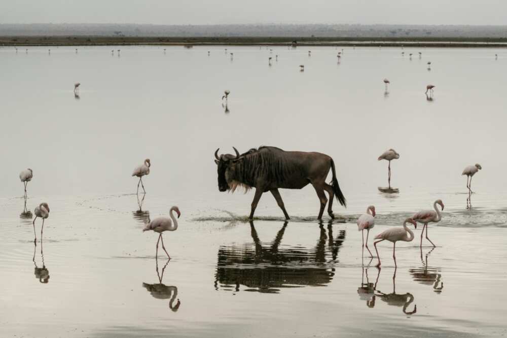 Cameras and acoustic recorders are being used to give an idea of which animals are present on the reserve Cameras and acoustic recorders are being used to give an idea of which animals are present on the reserve
