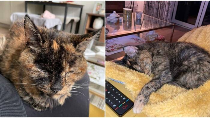 Flossie: World’s oldest cat confirmed to be almost 27 years old