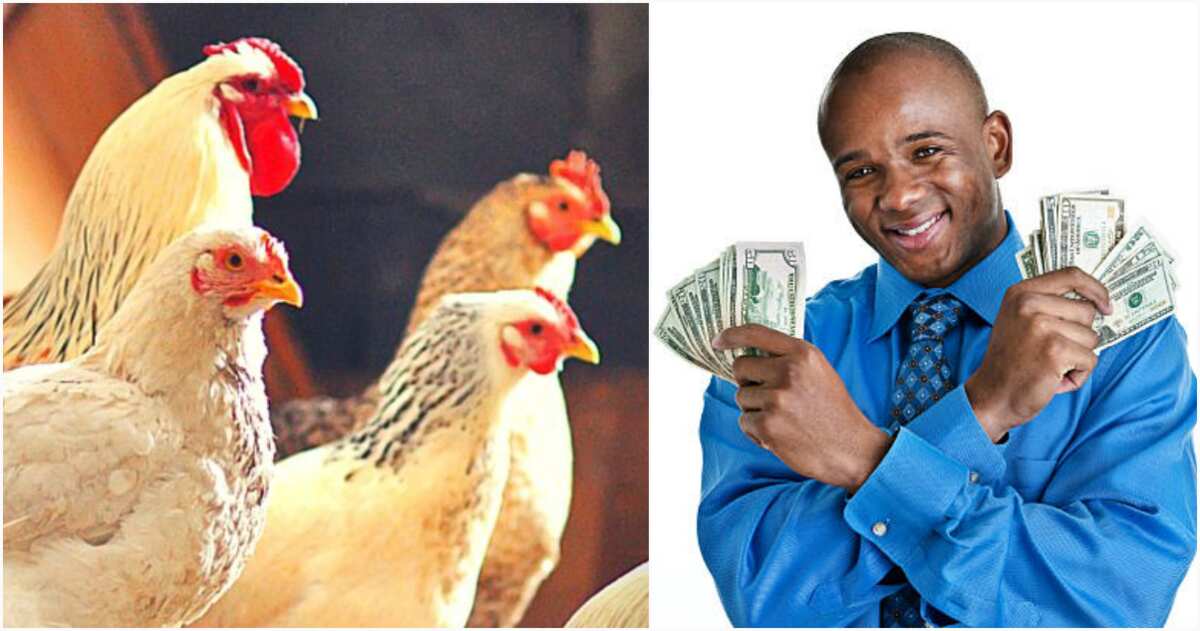 best-breeds-of-broiler-in-nigeria-and-easy-steps-to-start-poultry