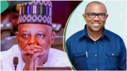 Shettima tackles Peter Obi over Wike's N15.5bn proposal