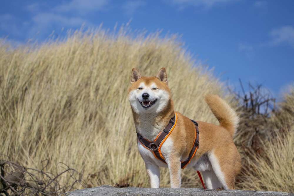 cute dog cute dog