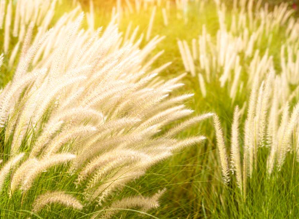 grasses and their botanical names