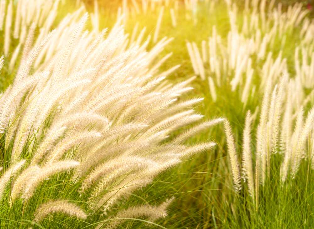 grasses and their botanical names grasses and their botanical names