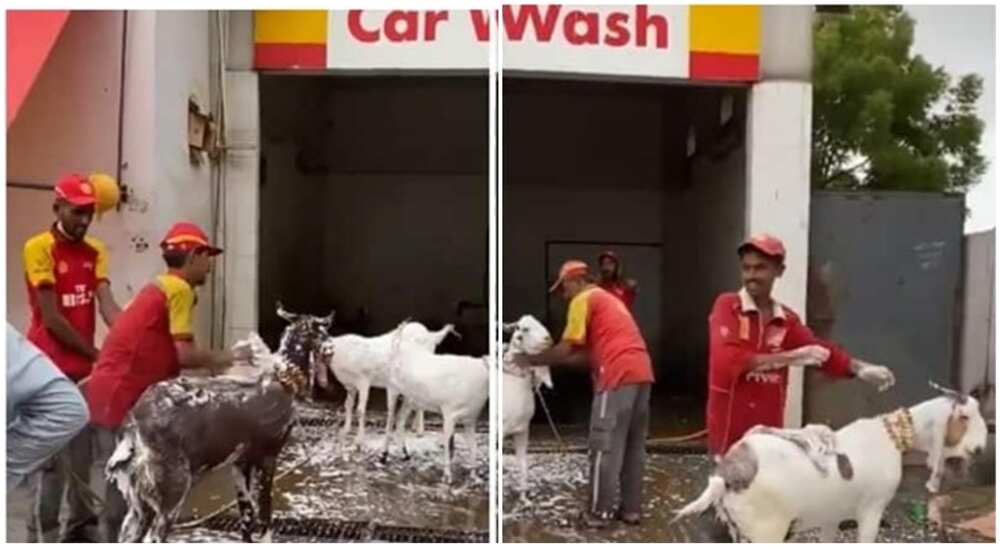Video, Petrol Attendants, Washing Goats