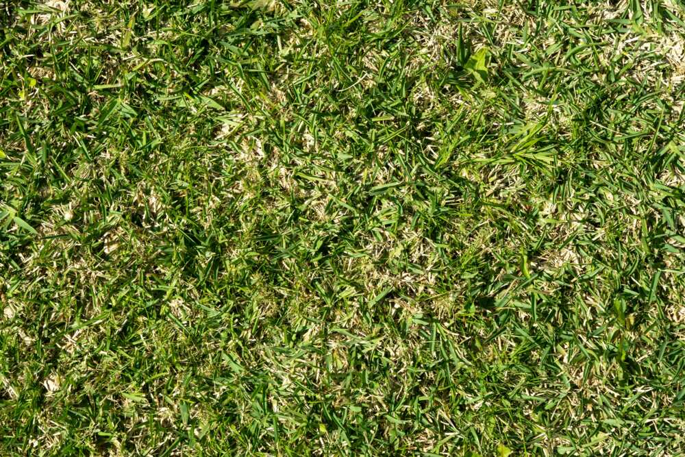 grasses and their botanical names with pictures grasses and their botanical names with pictures