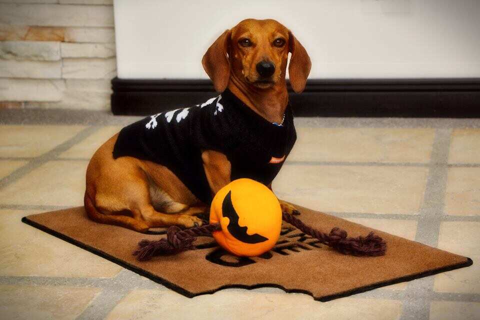 cute dog cute dog