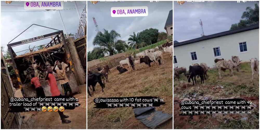 Cubana gets plenty cows for burial