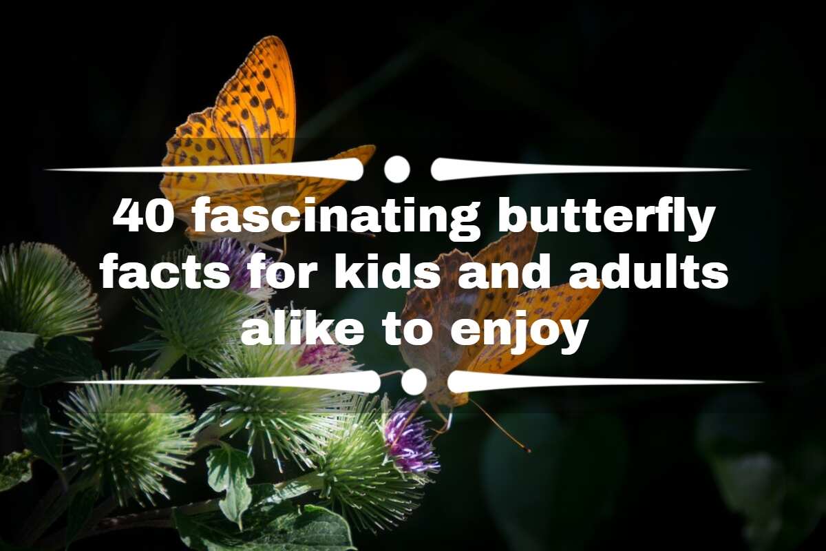 Ten Fun Butterfly Facts to Know and Tell