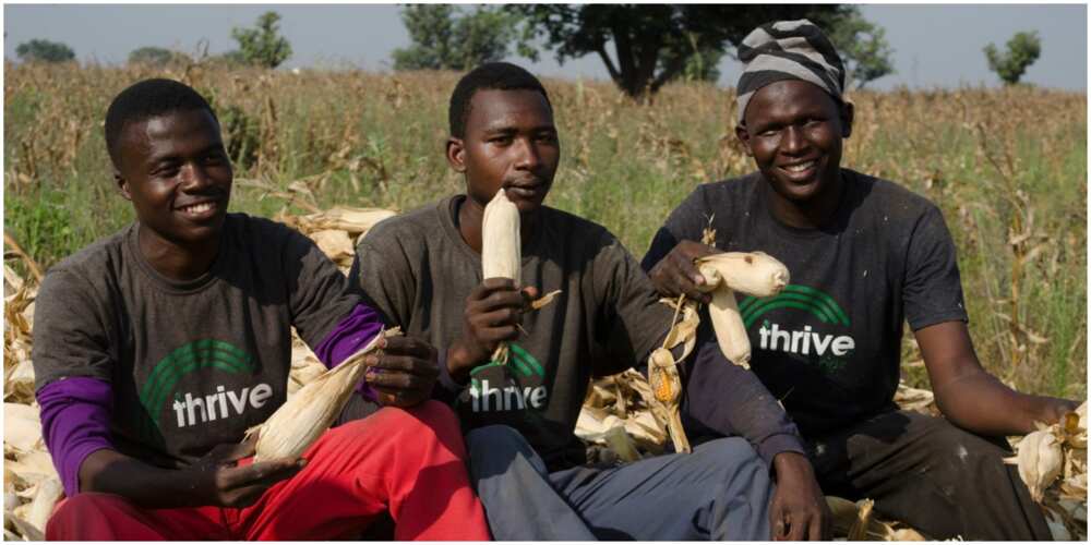 Thrive Agric Investors Receive Their Money After Failure to Make Payment Last Year