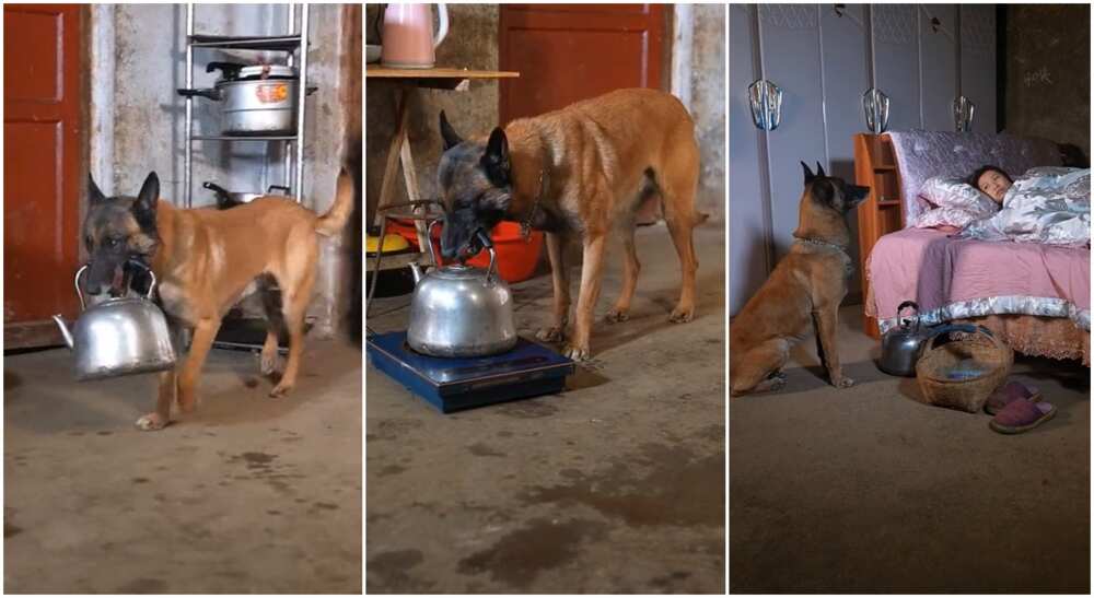 Photos of a wise dog helping its owner.