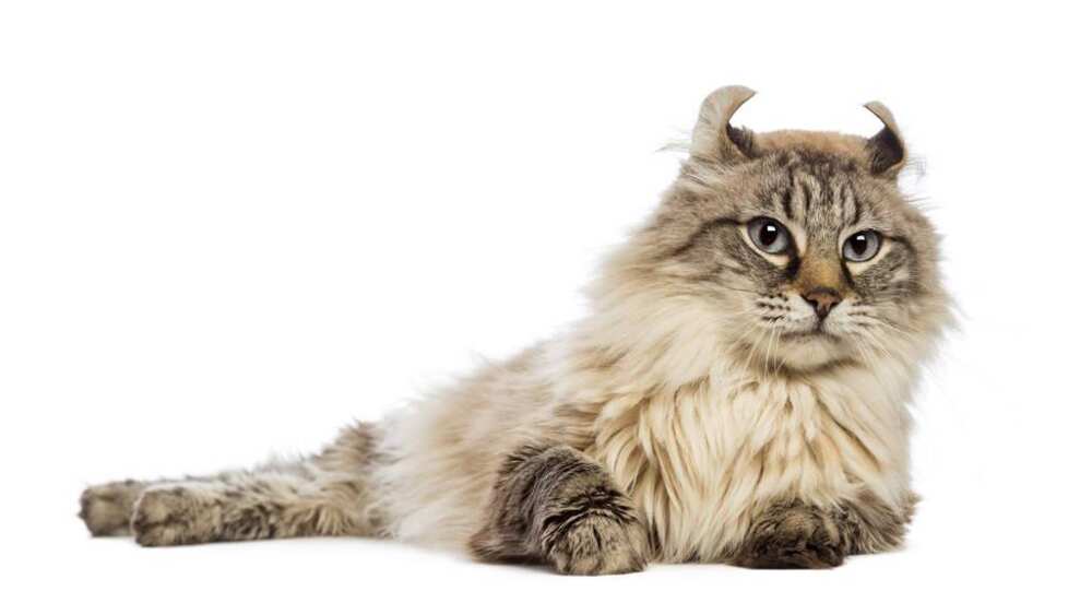 What cat is the rarest? What cat is the rarest?