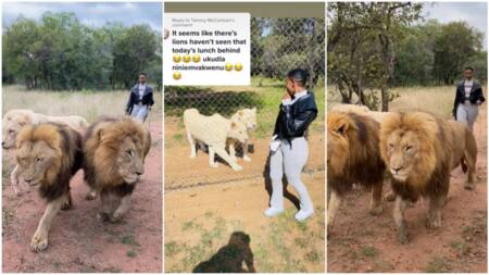 "Best bodyguards ever": Young lady walks 3 big lions as if they're dogs in video